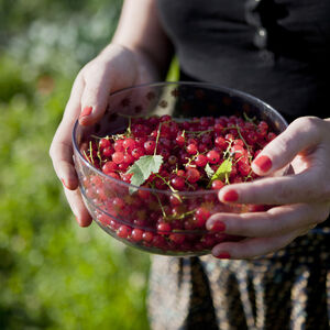 Kädet pitelevät kuppia jossa on punaviinimarjoja.