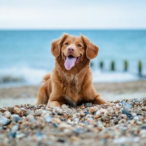 A golden retriever lies on a pebble beach with the sea and horizon in the background.