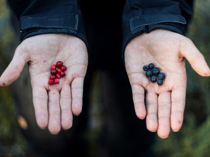 Hands. Lingonberries in the right hand and blueberries in the left hand.