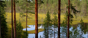 Suomaisema, etualalla korkeita puita ja taustalla pieni lampi.