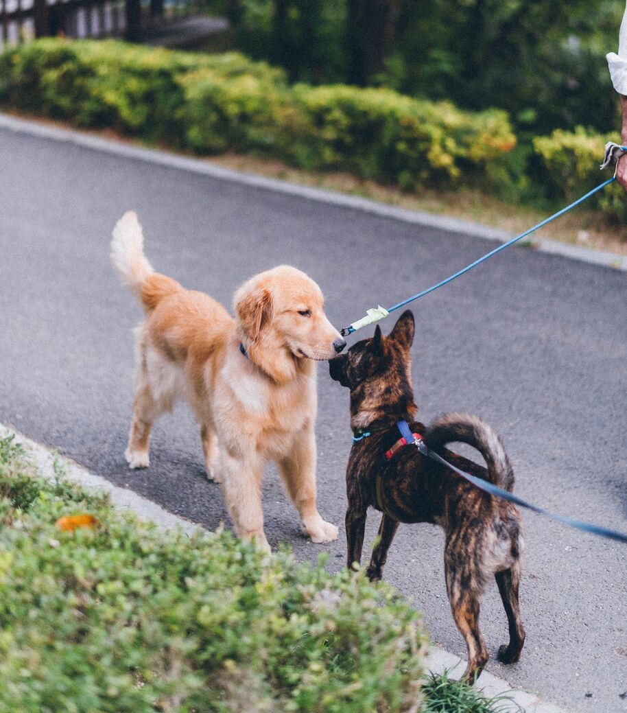 Kaksi koiraa kohtaavat kadulla.