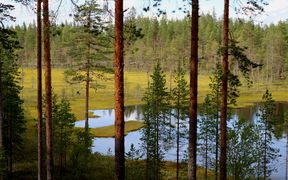 A swamp area surrounded by a pine forest.