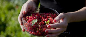 Hands holding a small bowl of red currants.