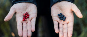 Hands. Lingonberries in the right hand and blueberries in the left hand.