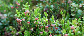 Blueberry buds with small flowers.